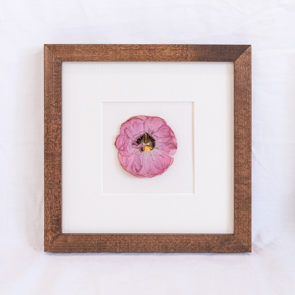 Pink Ranunculus - Pressed Floral