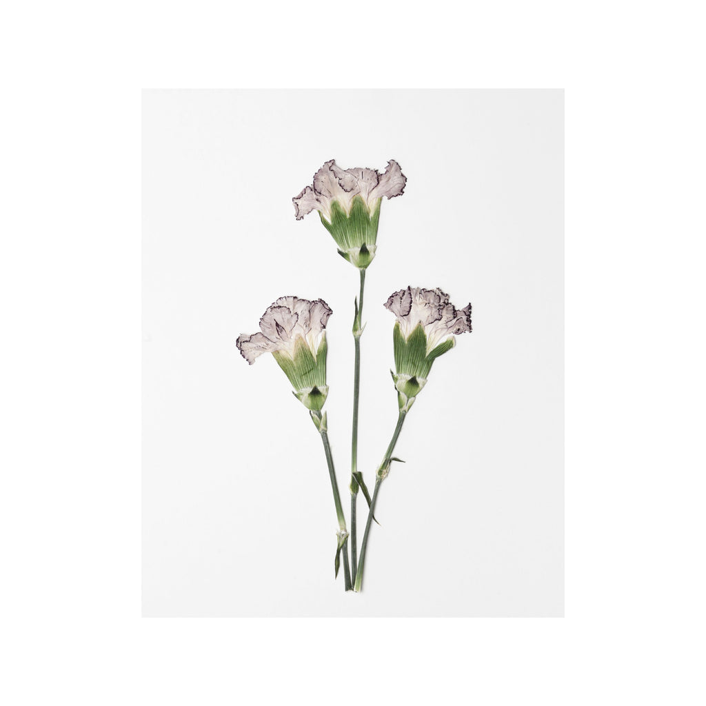 Carnation Prints