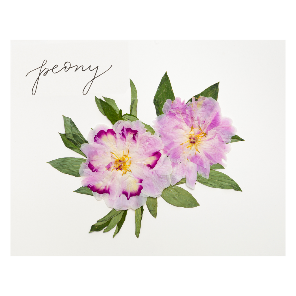 Peony Prints