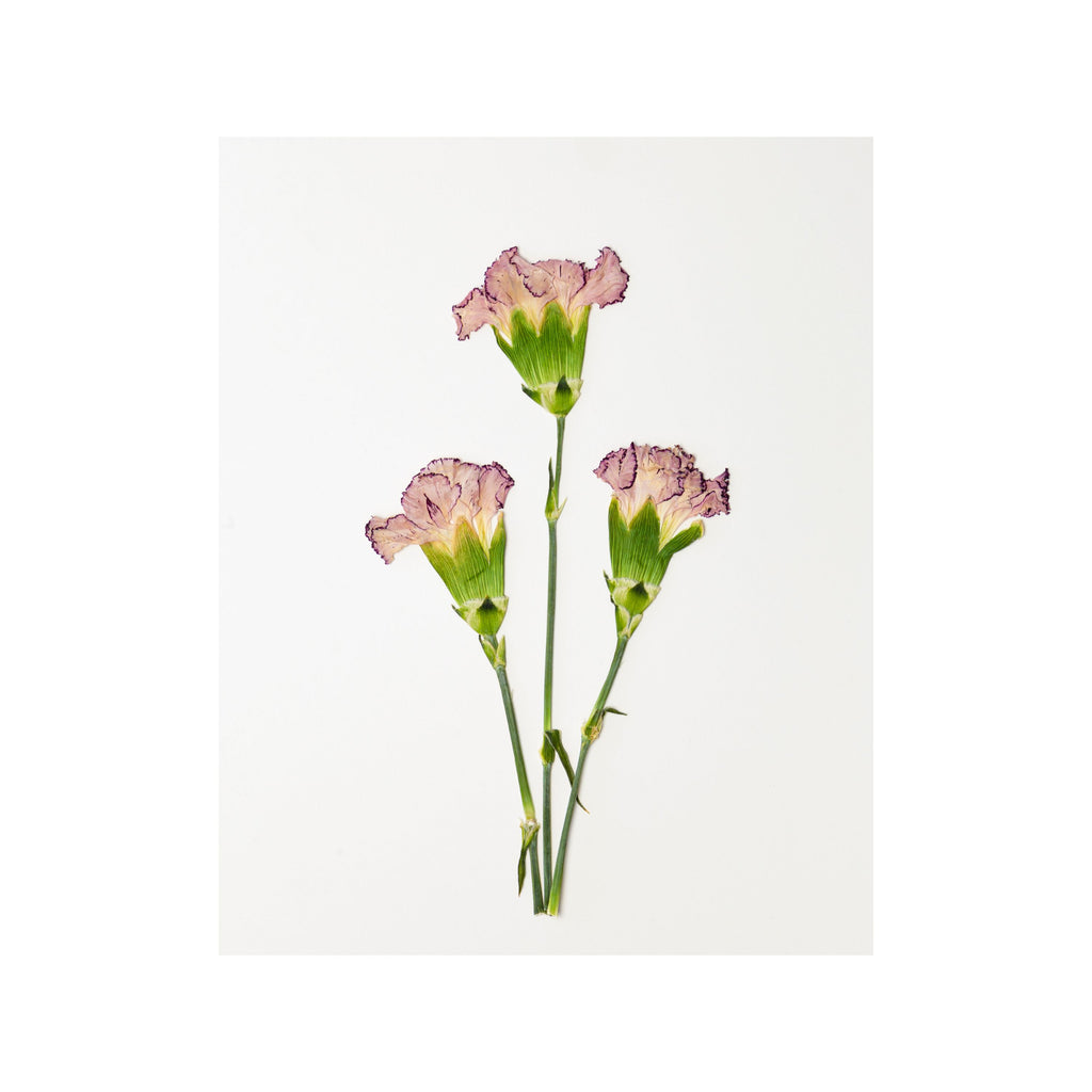 Carnation Prints