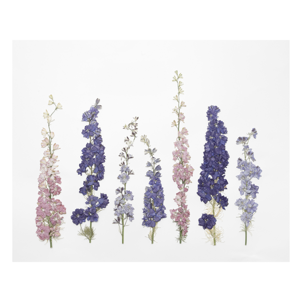 Larkspur Prints