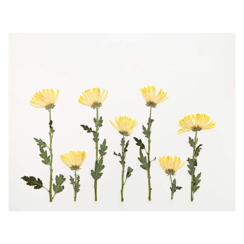 Chrysanthemum Prints