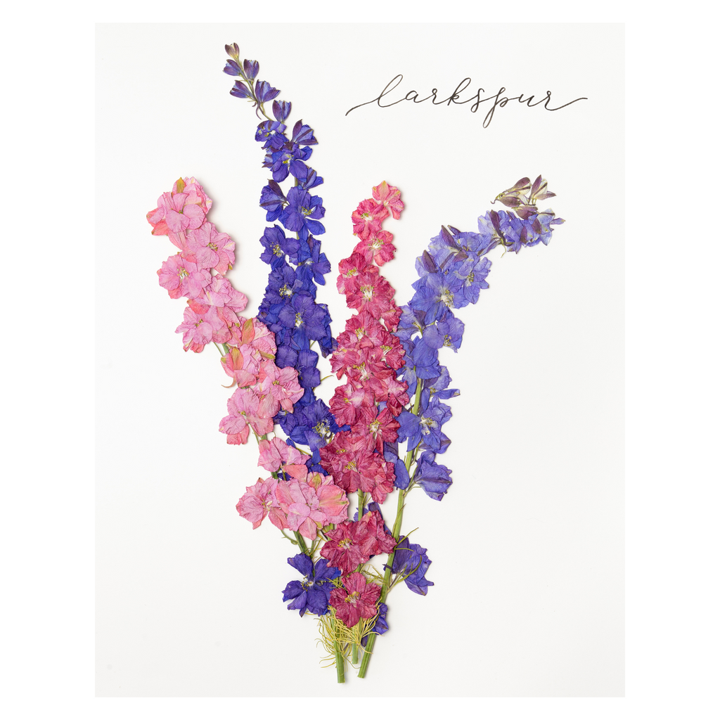 Larkspur Prints