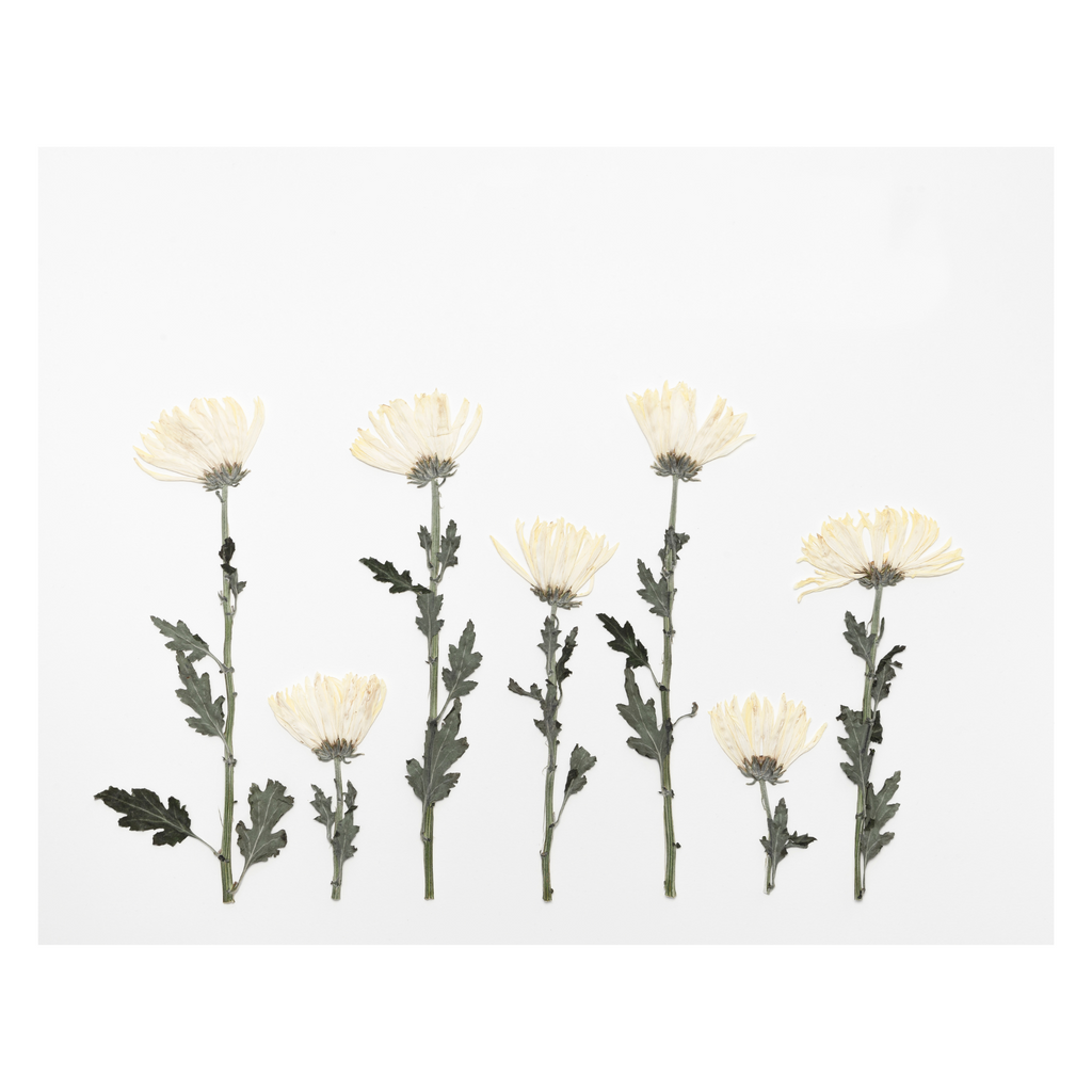 Chrysanthemum Prints