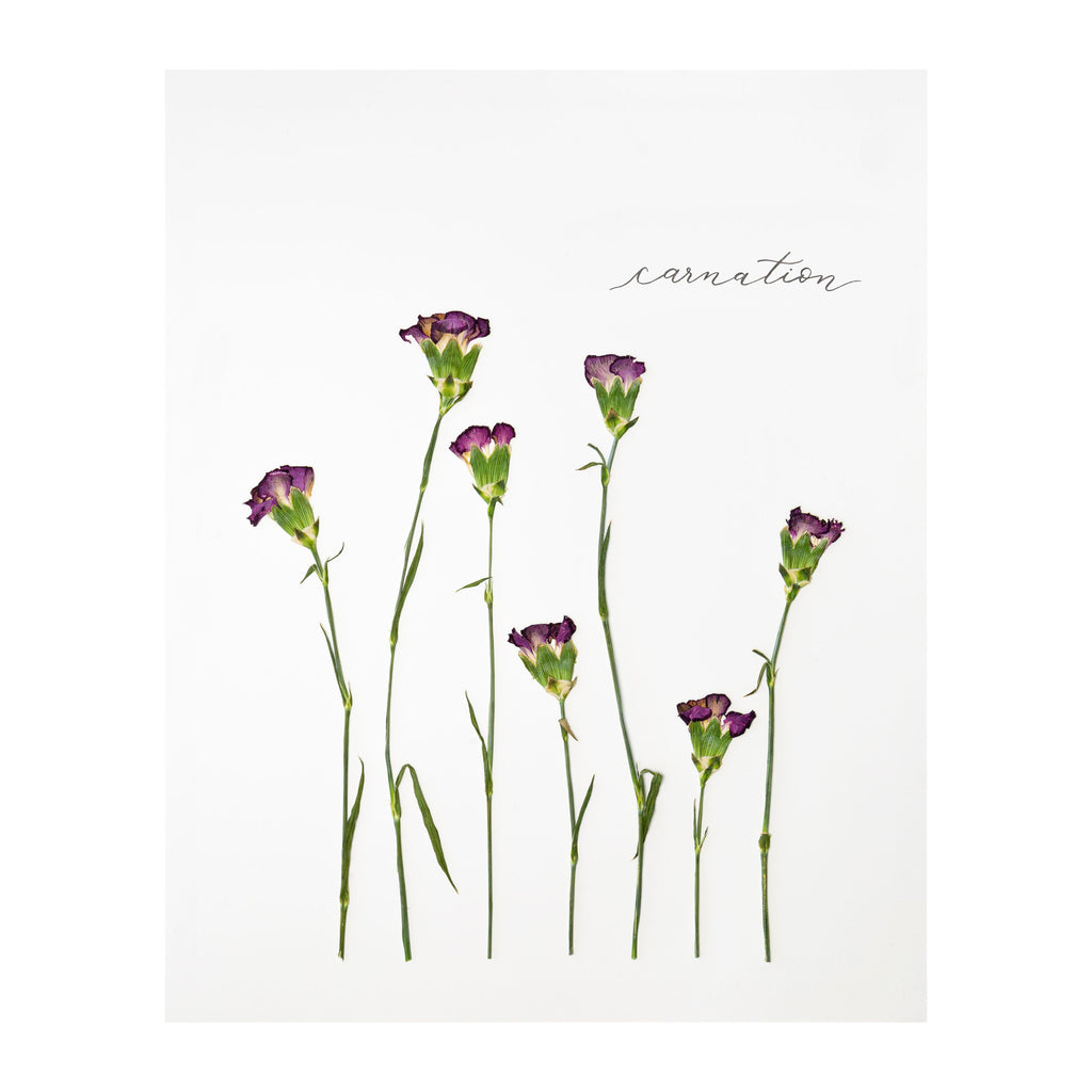 Carnation Prints