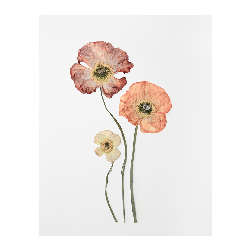 Poppy Prints