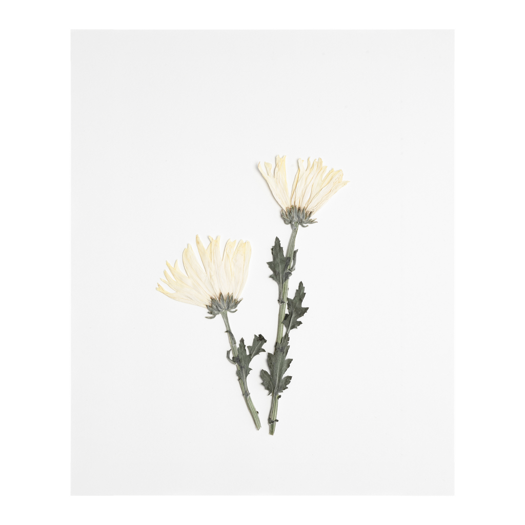 Chrysanthemum Prints