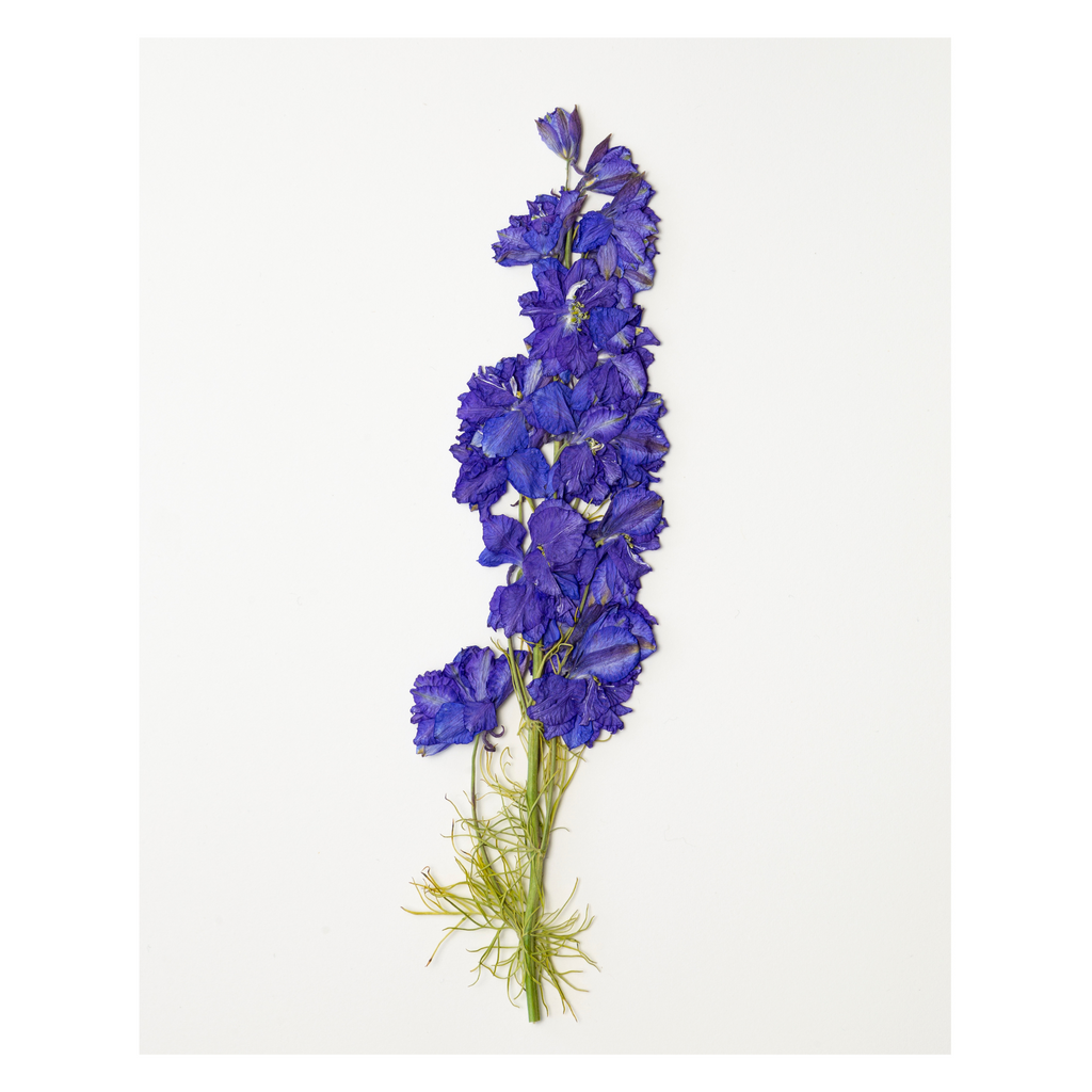 Larkspur Prints