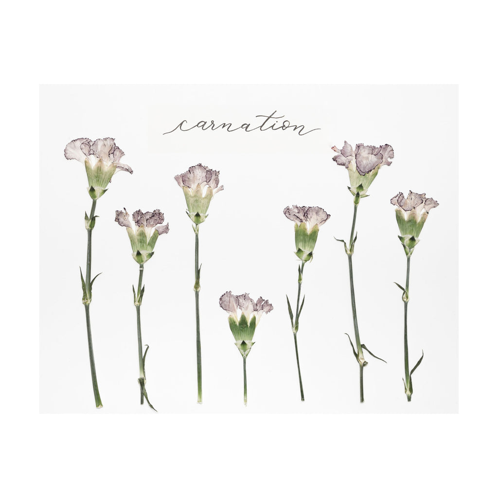 Carnation Prints