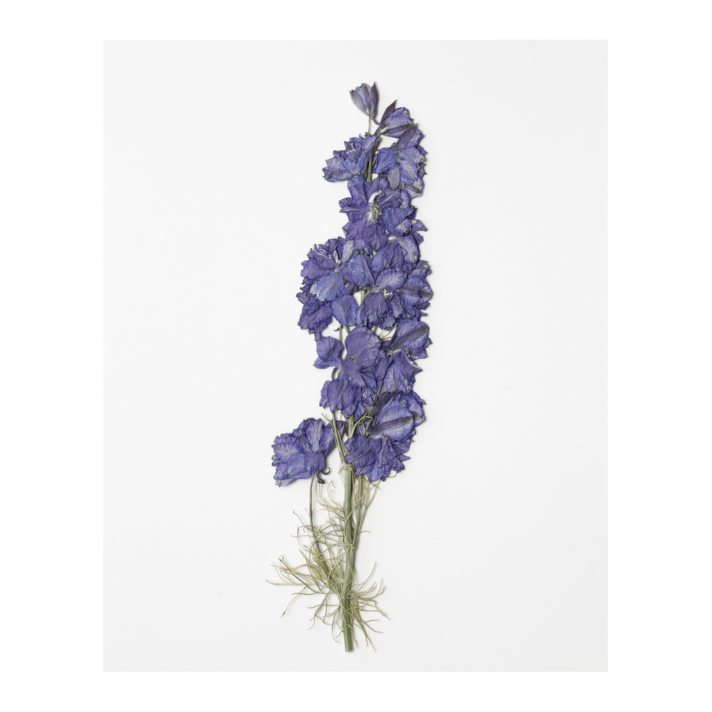 Larkspur Prints