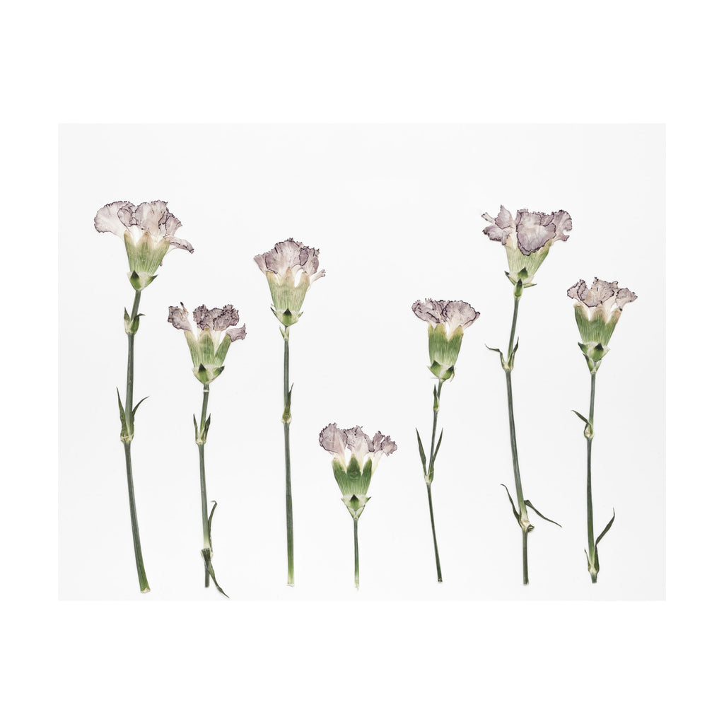 Carnation Prints