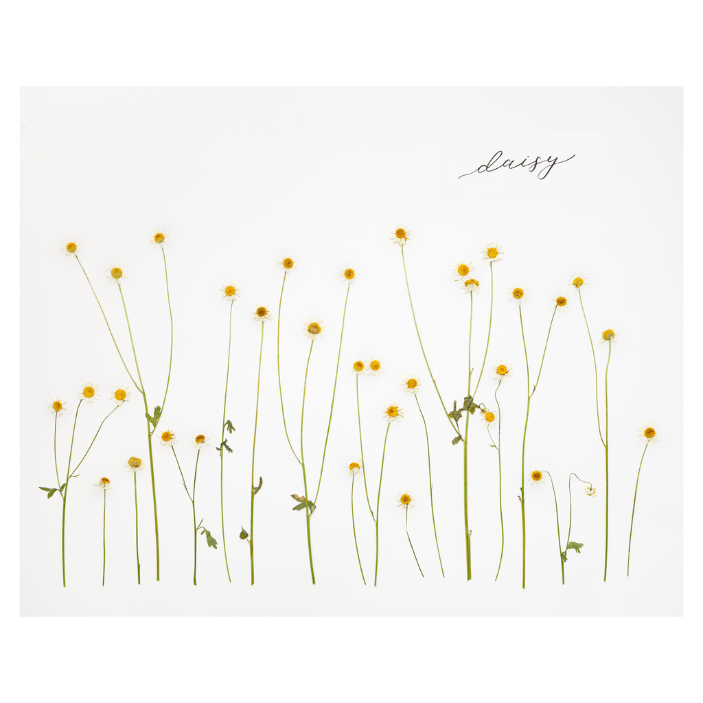 Daisy Prints