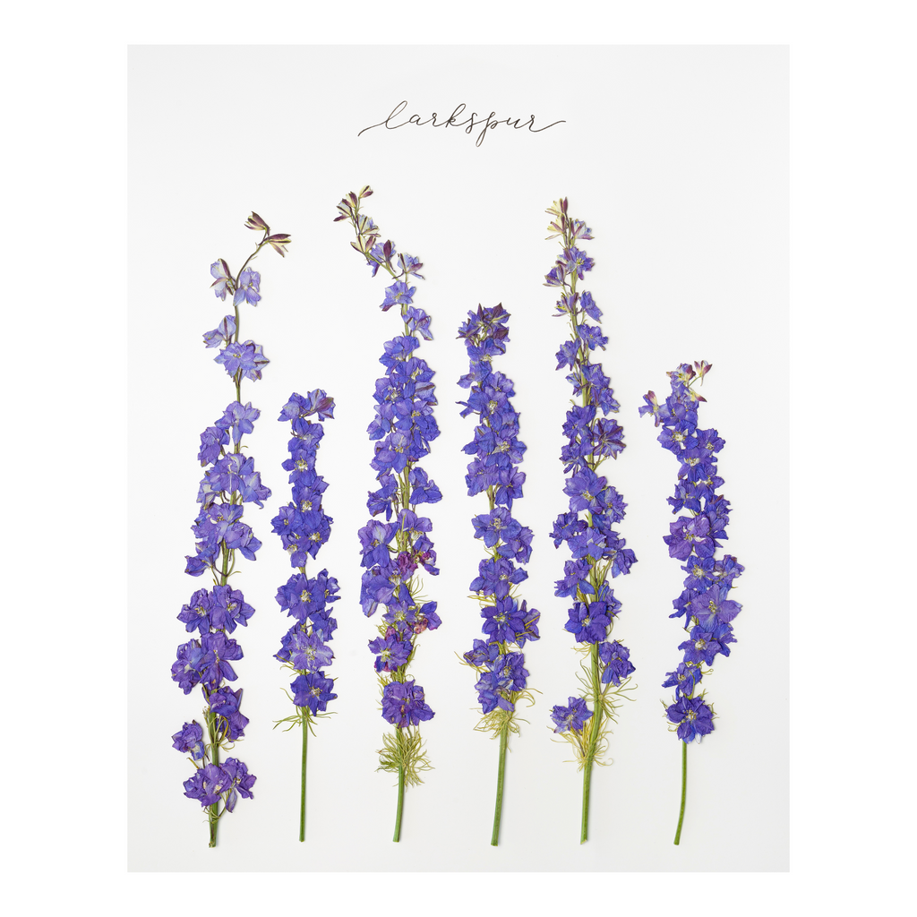 Larkspur Prints