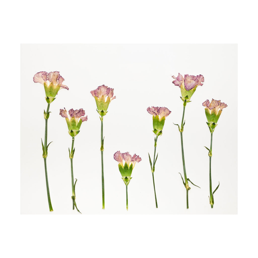 Carnation Prints