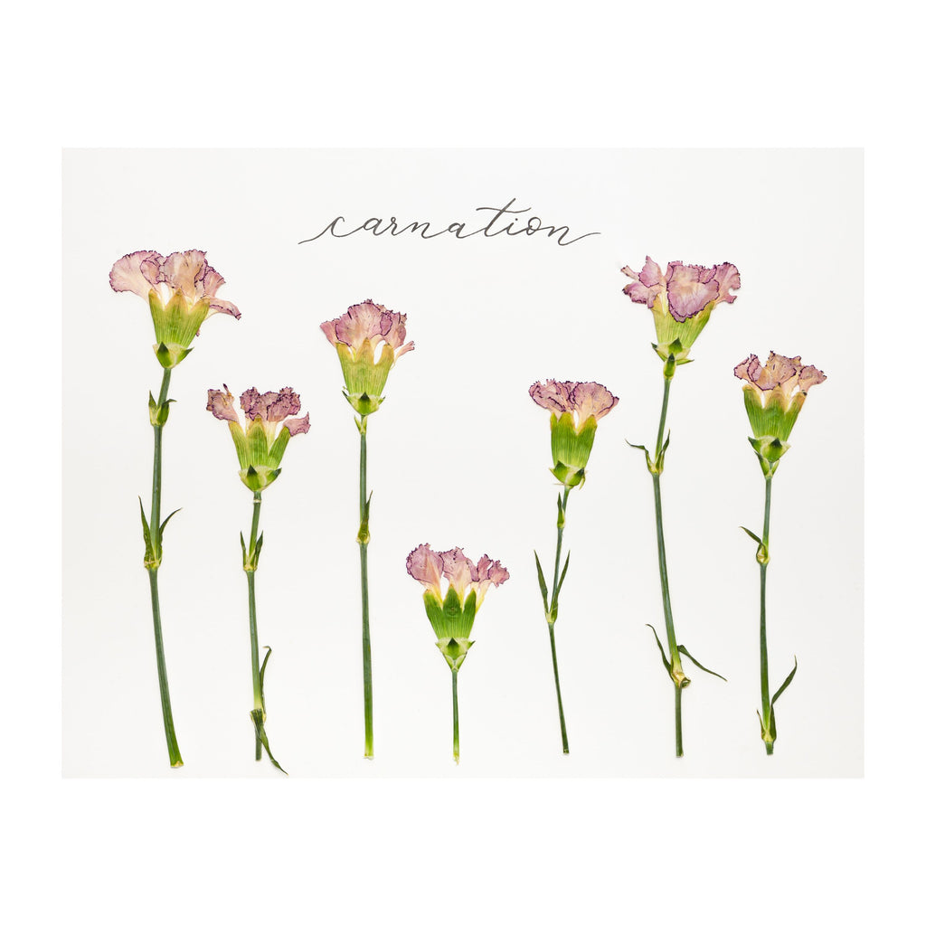 Carnation Prints