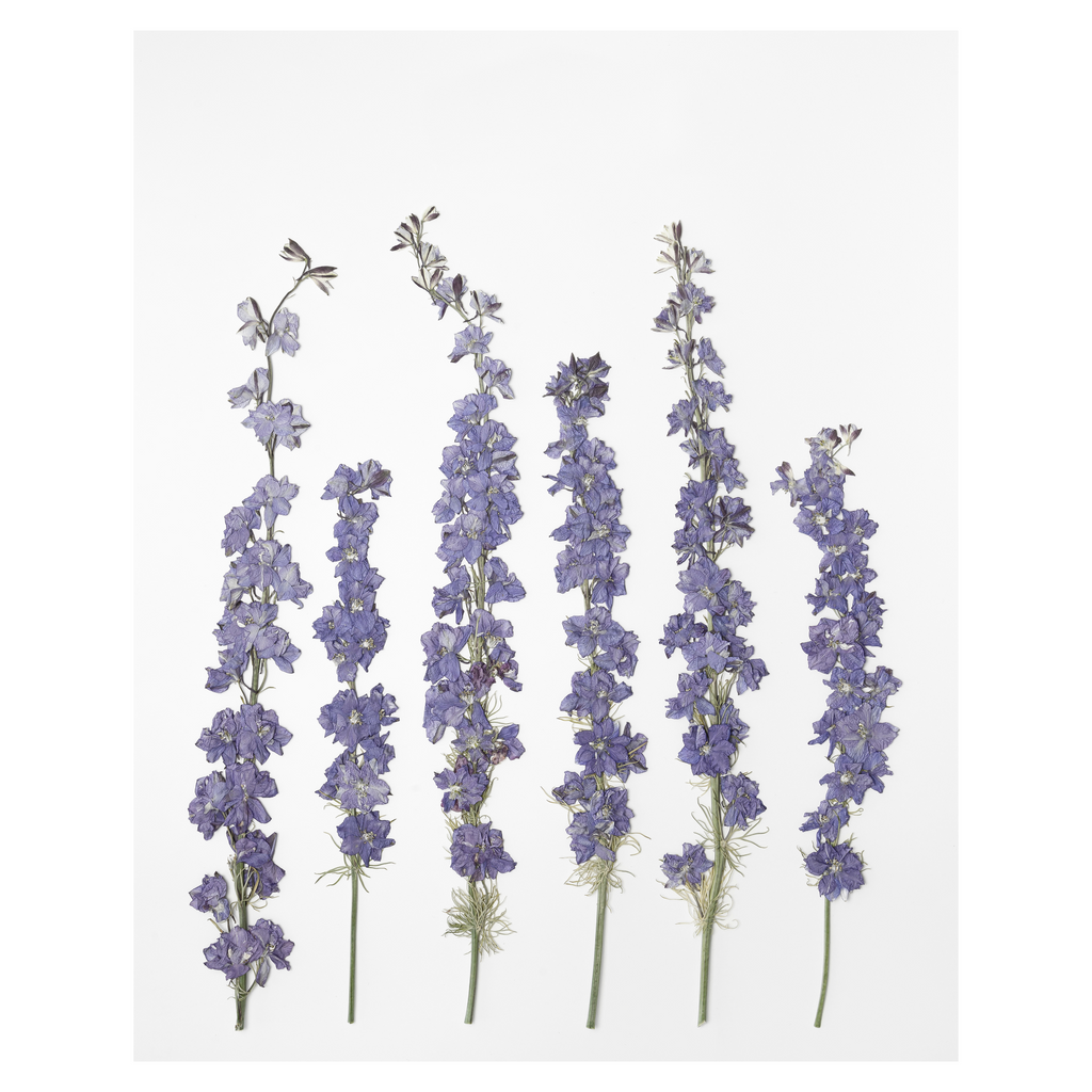 Larkspur Prints